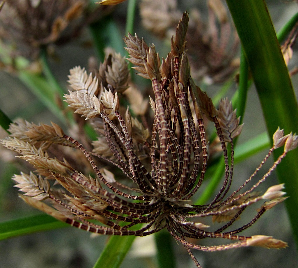 Изображение особи Cyperus eragrostis.