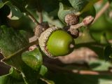 Quercus pubescens. Верхушка побега с плодом. Черногория, окр. пос. Пржно (Pržno). 07.10.2014.