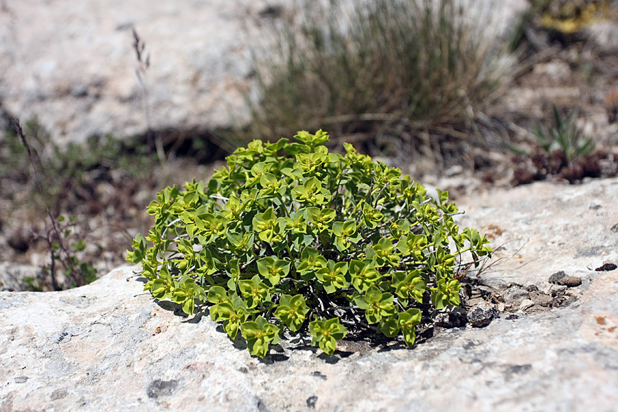 Изображение особи Euphorbia humilis.