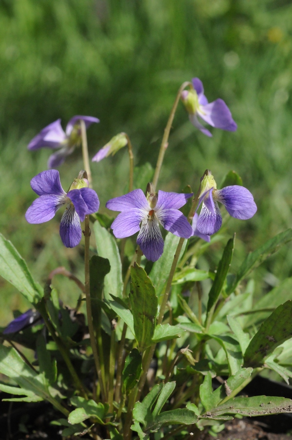 Image of Viola palmata specimen.