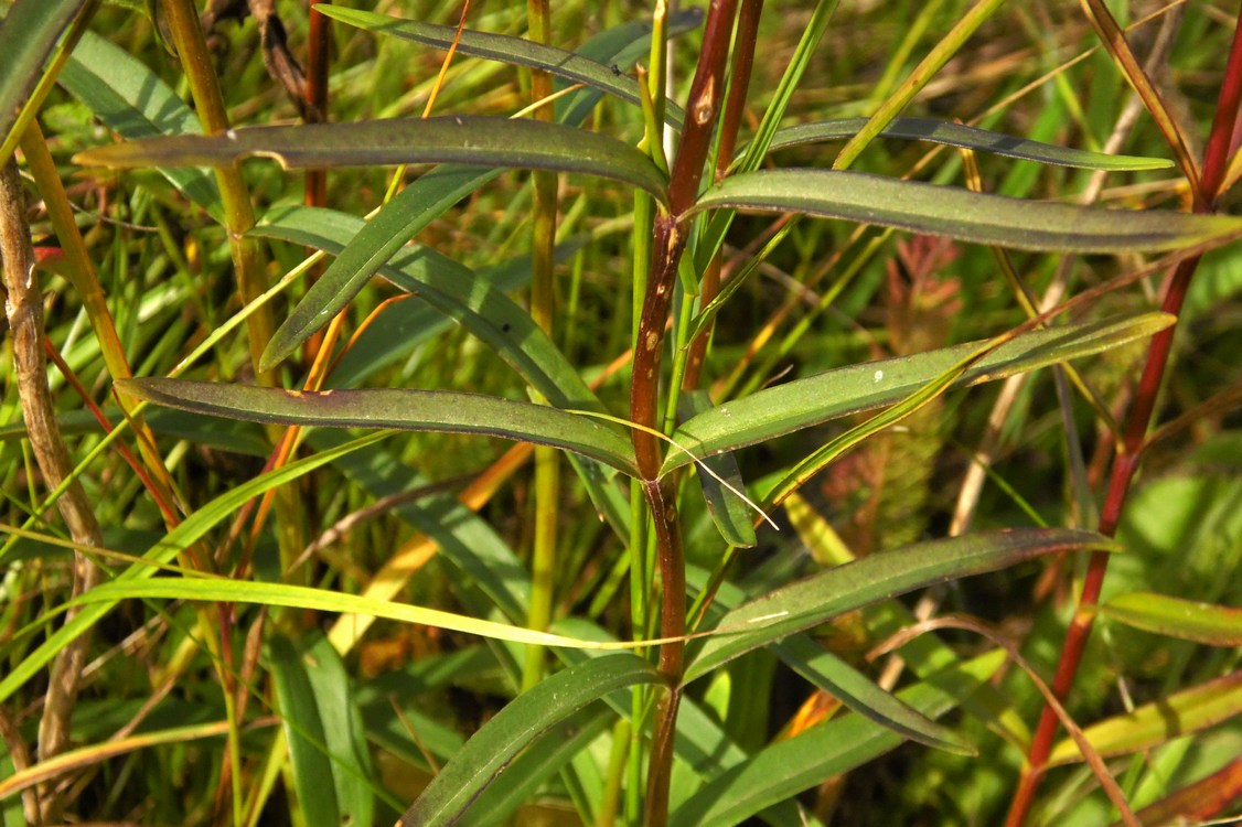 Изображение особи Gentiana pneumonanthe.