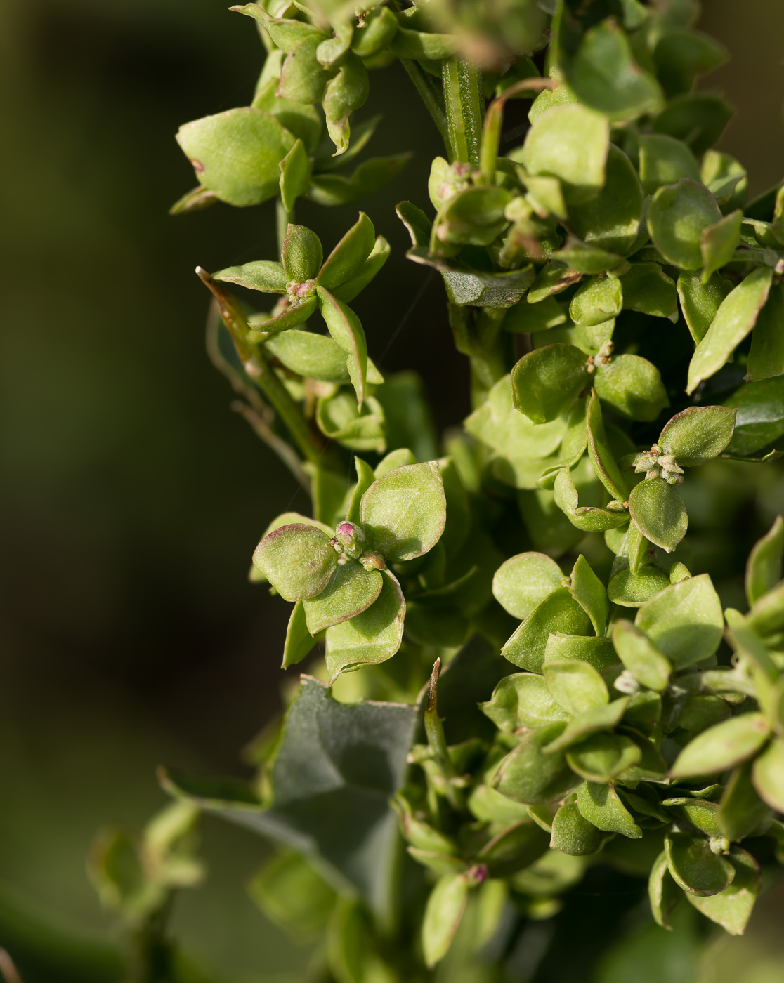 Изображение особи Atriplex sagittata.