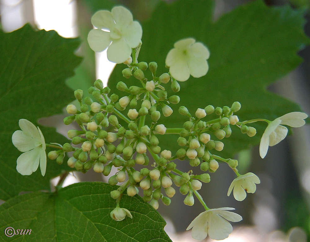 Изображение особи Viburnum opulus.