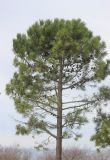 Pinus pinaster. Крона взрослого дерева. Черноморское побережье Кавказа, Туапсинский р-н, окр. с. Пляхо, ВДЦ \"Орлёнок\", в культуре. 1 февраля 2015 г.