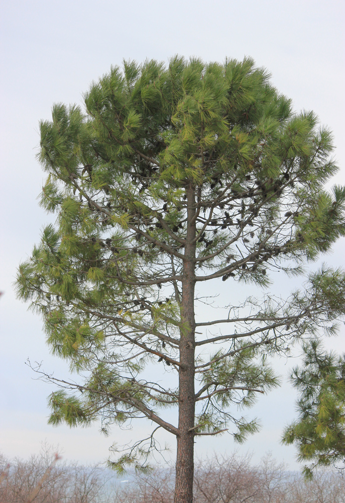 Изображение особи Pinus pinaster.