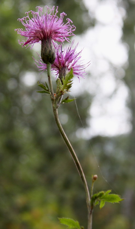 Изображение особи Serratula coronata.