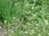 Capsella bursa-pastoris