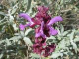 Salvia canariensis. Верхушка соцветия. Испания, Канарские о-ва, Гран Канария, муниципалитет Agüimes, ущелье Barranco de Guayadeque. 26 февраля 2010 г.