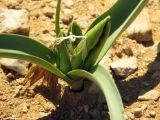 Colchicum ritchiei