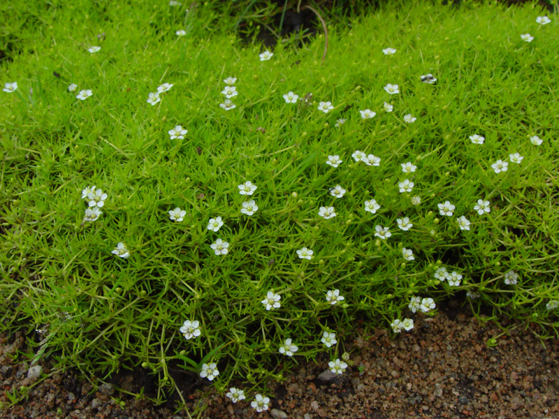Image of Sagina subulata specimen.