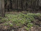 Anemone nemorosa