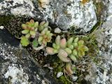 genus Sedum. Вегетирующее растение. Испания, Кастилия-Ла-Манча, г. Cuenca. Январь 2016 г.