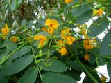 Tipuana tipu. Часть ветви с соцветиями. Австралия, г. Брисбен, парк Университета Квинсленда. 30.10.2015.