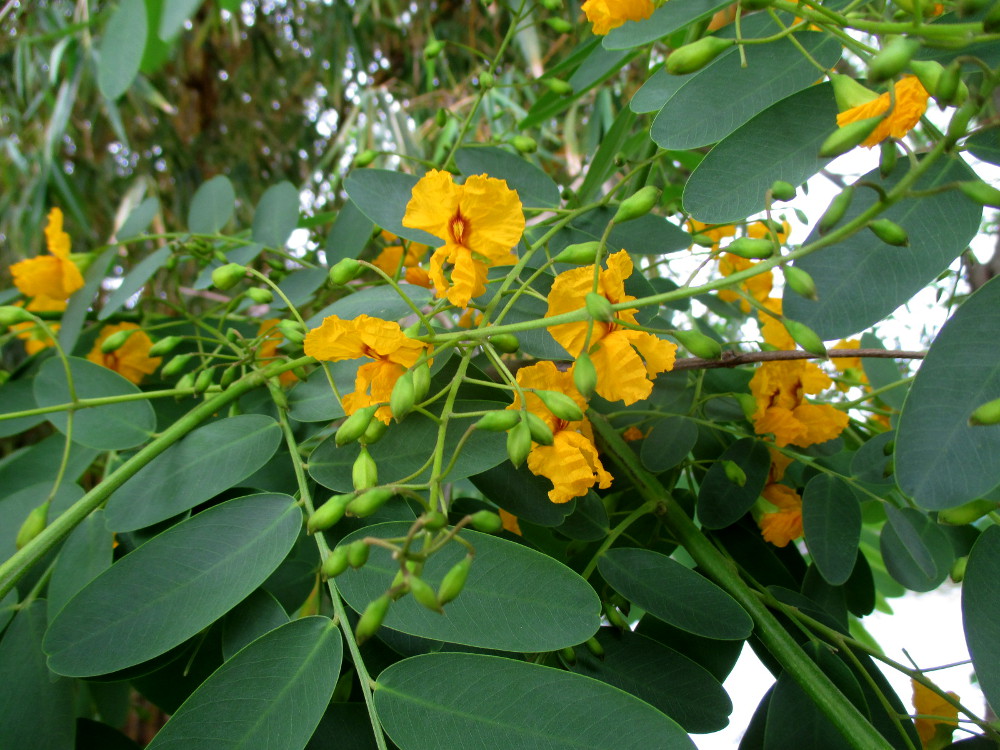Image of Tipuana tipu specimen.