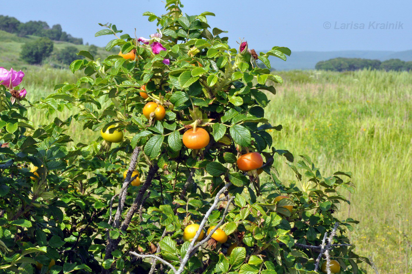 Изображение особи Rosa rugosa.