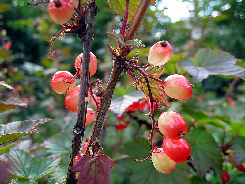 Image of Ribes triste specimen.