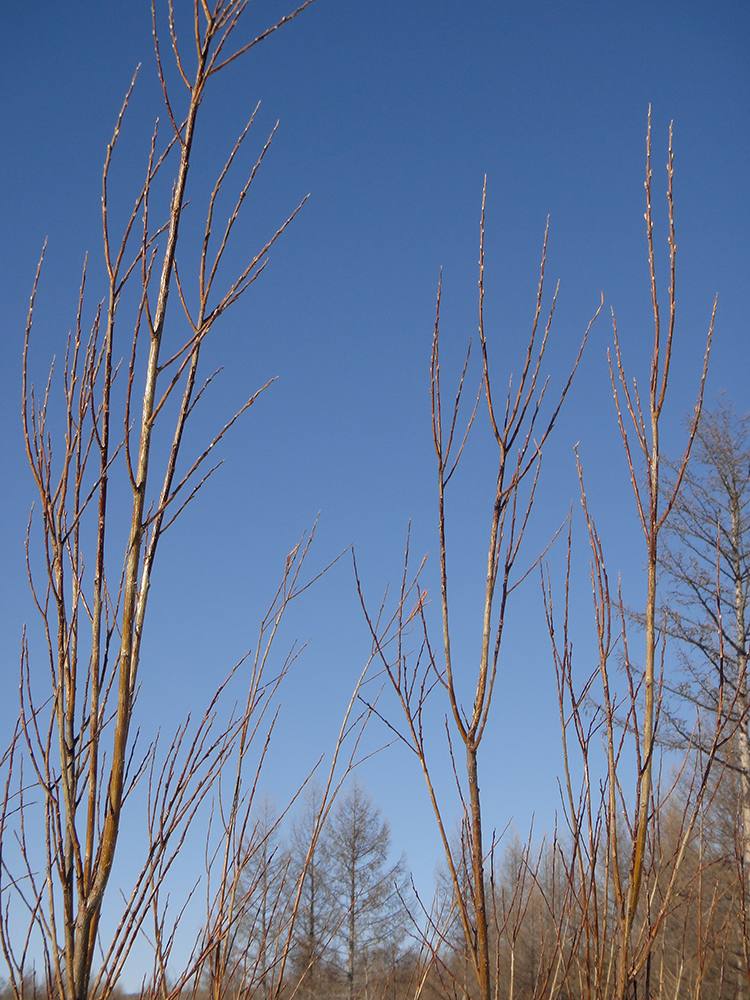 Image of Salix schwerinii specimen.