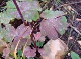 Aquilegia sibirica