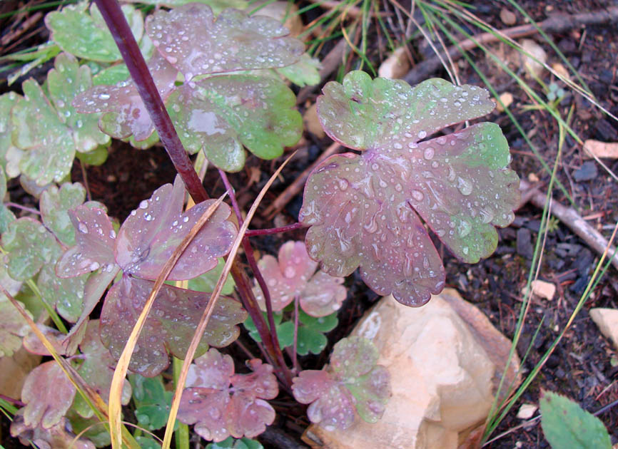 Image of Aquilegia sibirica specimen.