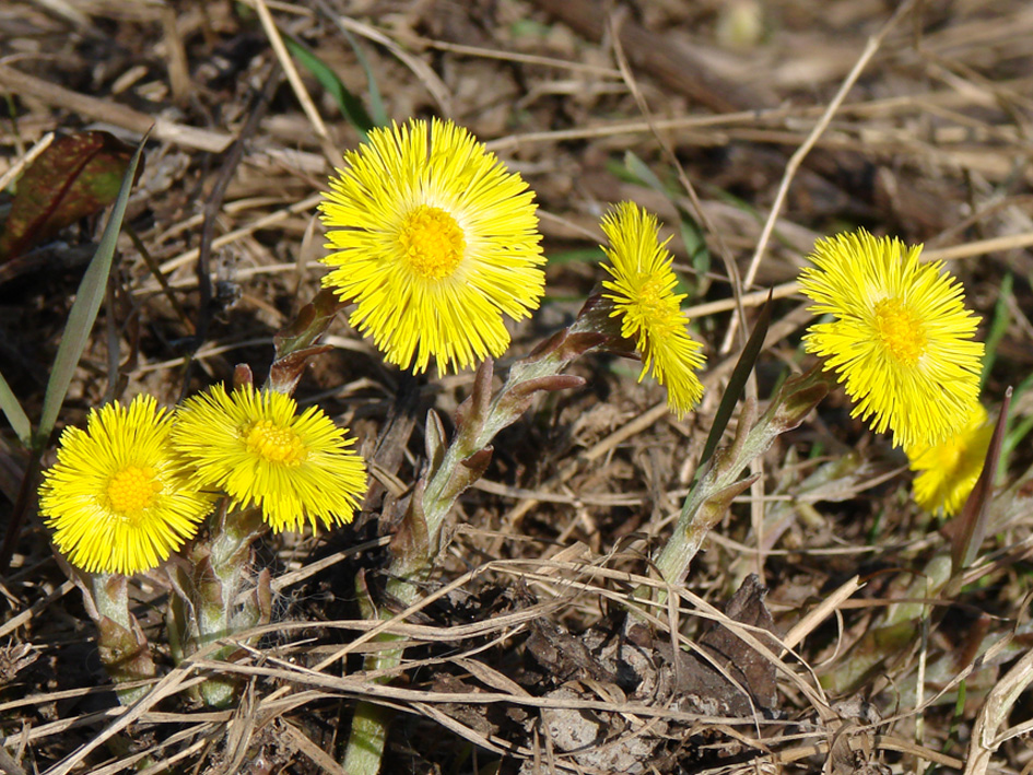 Image of Tussilago farfara specimen.