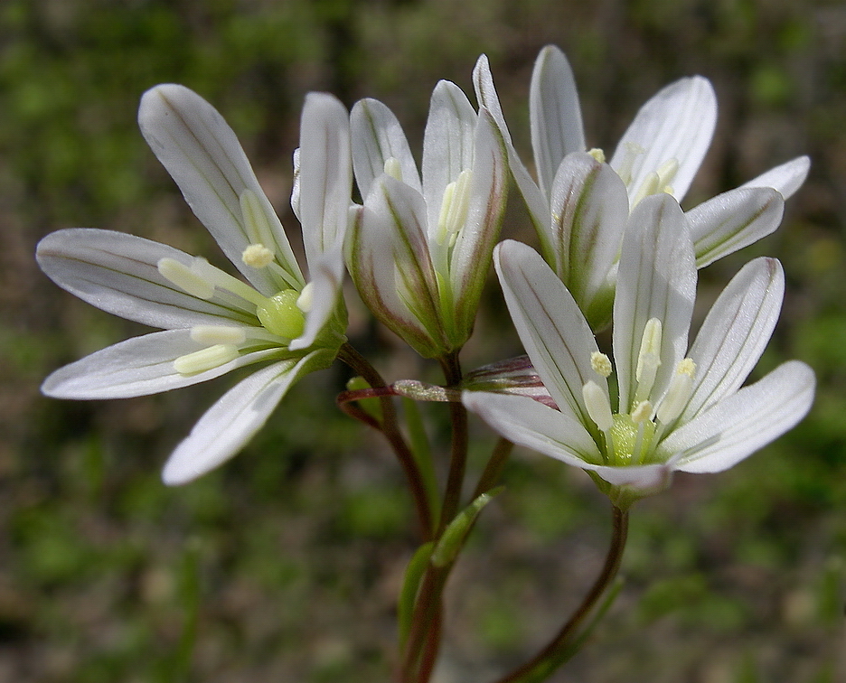 Image of Lloydia triflora specimen.