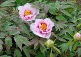 Paeonia suffruticosa. Цветки и листья. Крым, г. Ялта, Никитский ботанический сад. 15.04.2016.