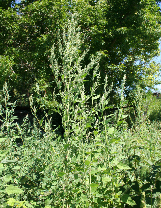 Image of Chenopodium album specimen.