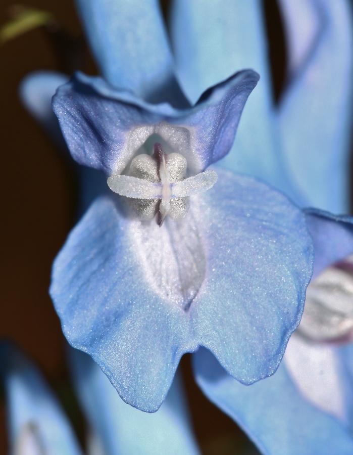 Image of Corydalis fumariifolia specimen.