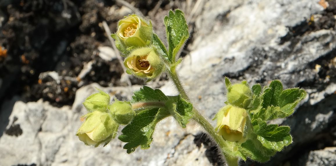 Изображение особи Potentilla geoides.