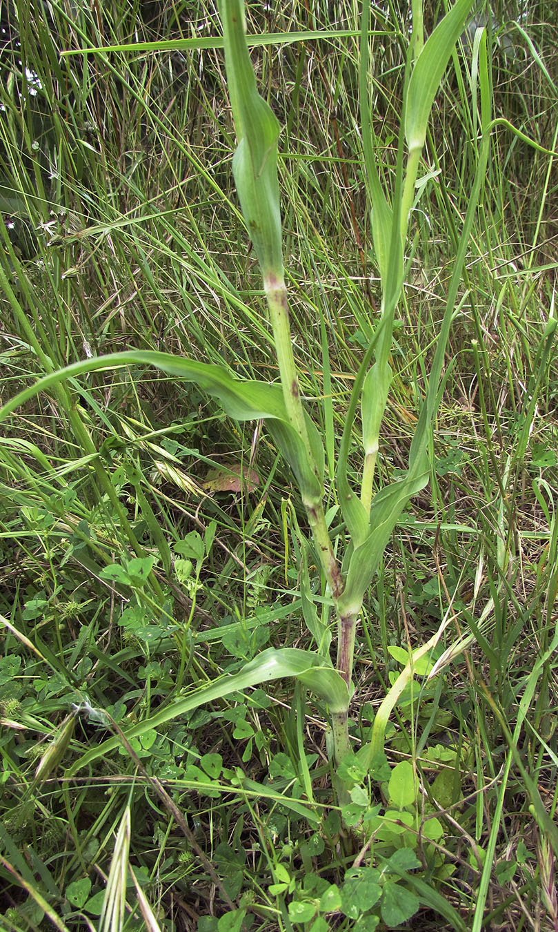 Изображение особи Tragopogon porrifolius.