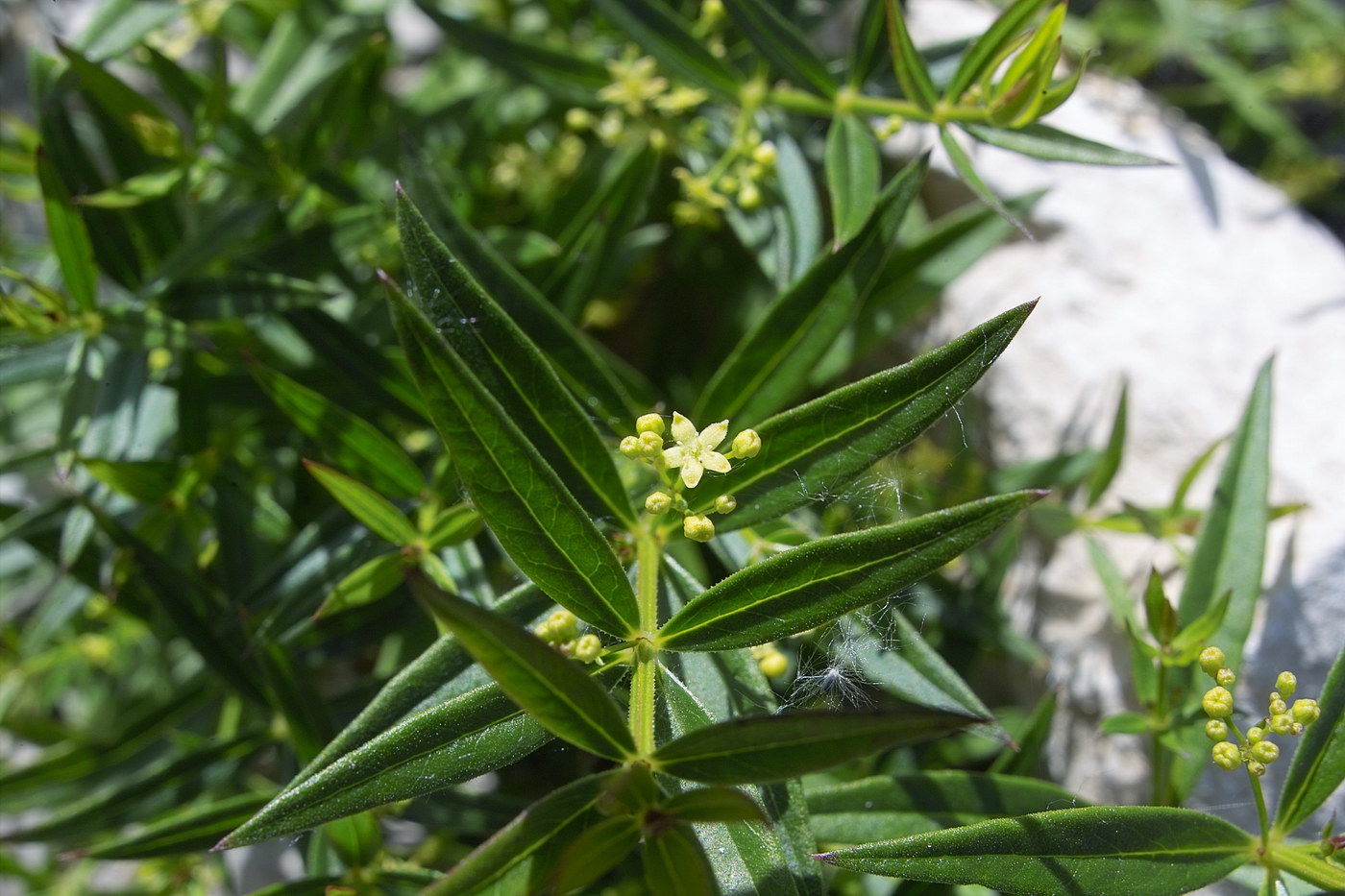 Image of Rubia tatarica specimen.