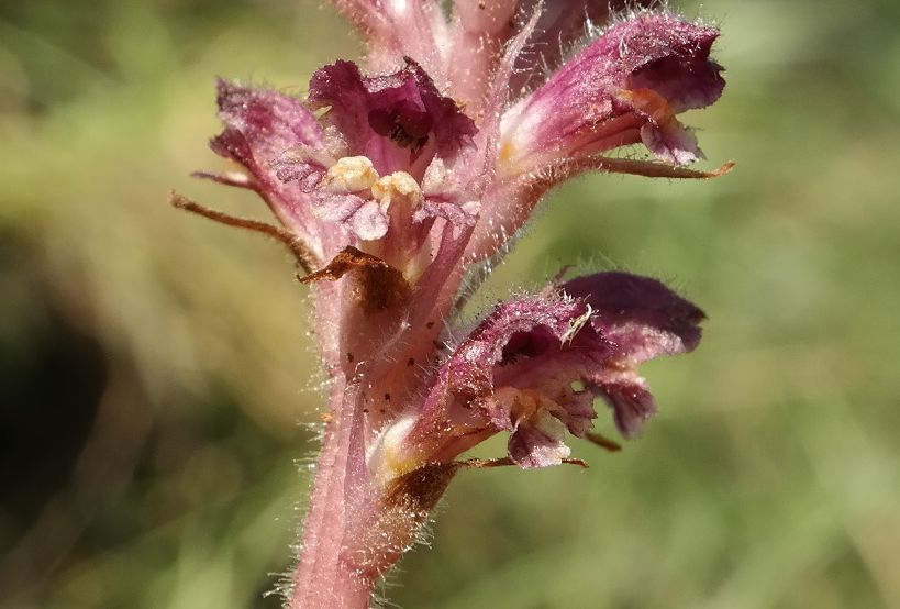 Изображение особи Orobanche pubescens.