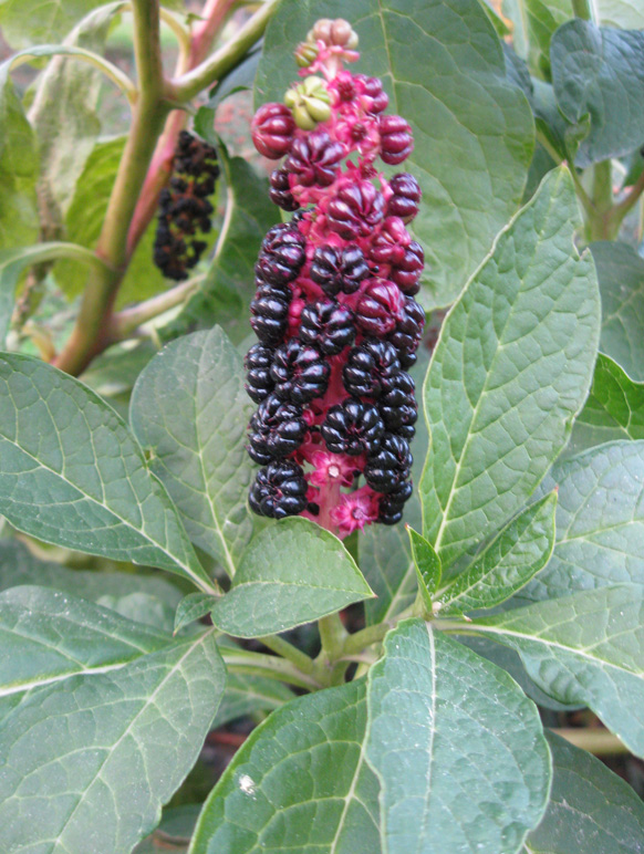 Image of Phytolacca acinosa specimen.