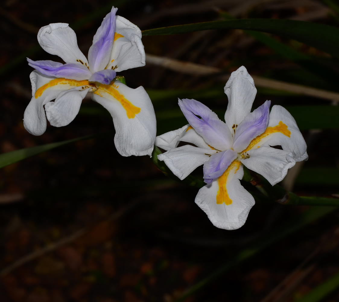 Изображение особи Dietes grandiflora.