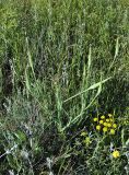 Tragopogon porrifolius ssp. longirostris