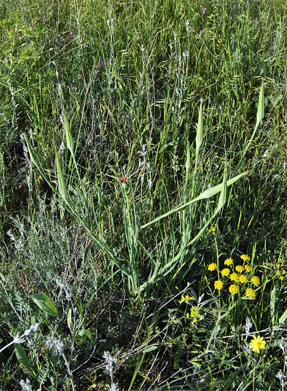 Image of Tragopogon porrifolius ssp. longirostris specimen.