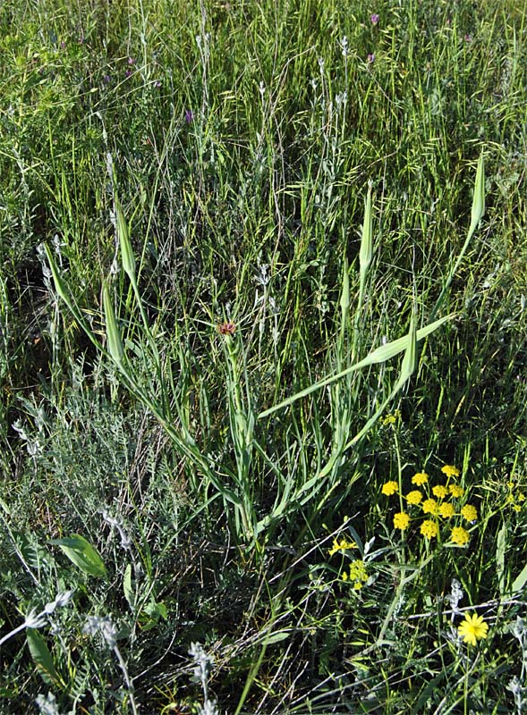 Изображение особи Tragopogon krascheninnikovii.