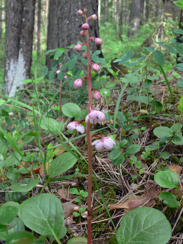 Изображение особи Pyrola rotundifolia.