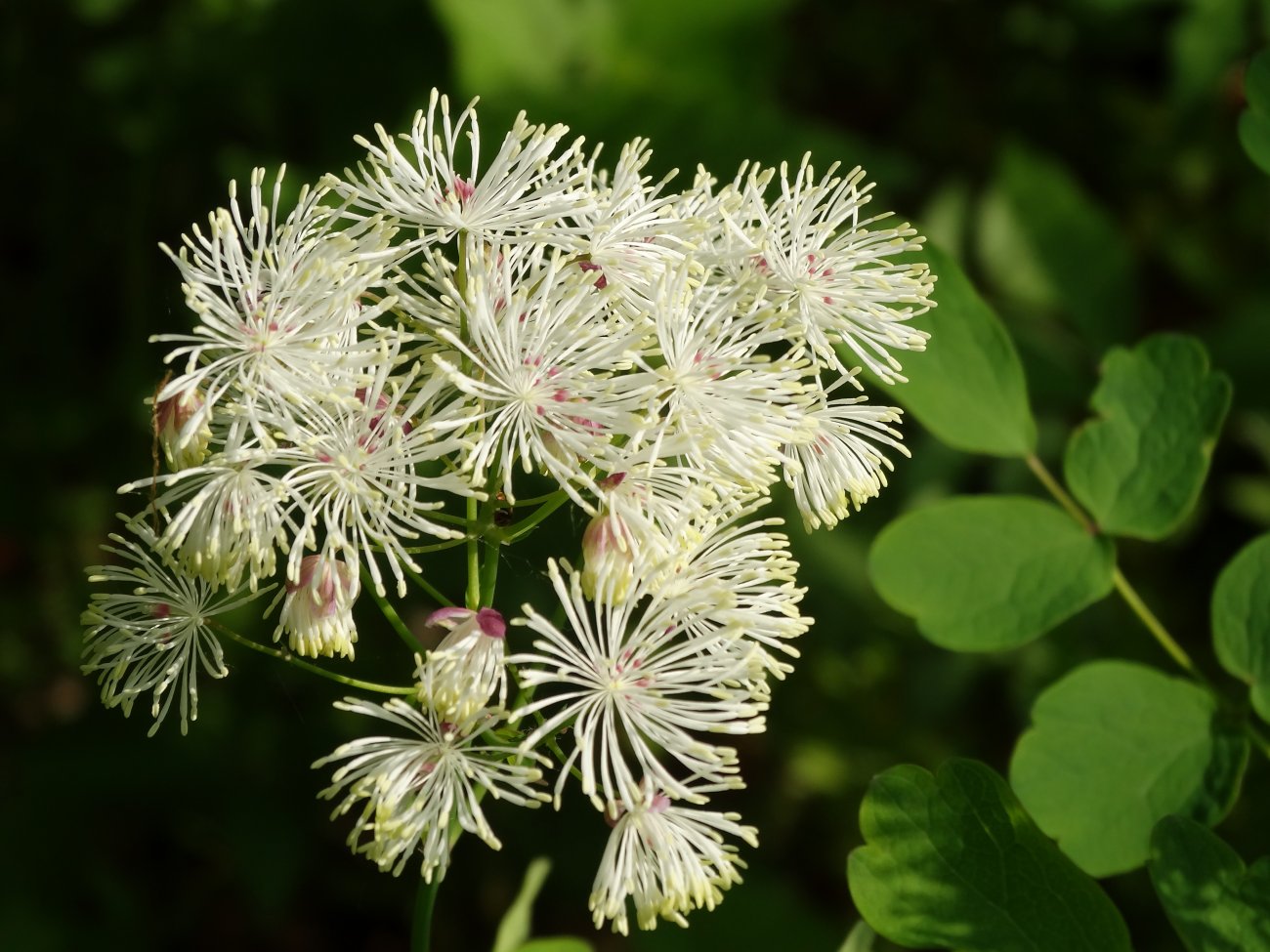 Image of Thalictrum contortum specimen.