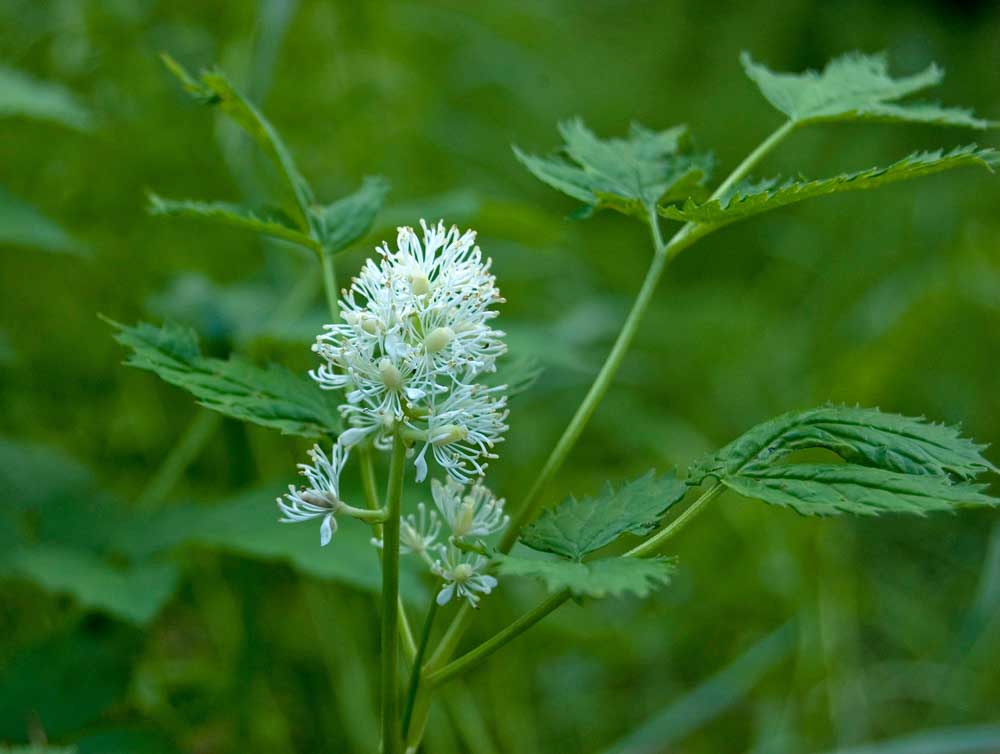 Image of Actaea erythrocarpa specimen.