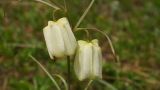 Fritillaria leucantha