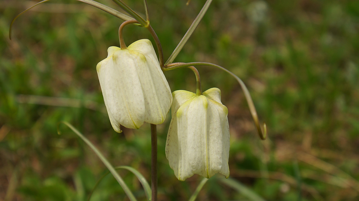 Image of Fritillaria leucantha specimen.