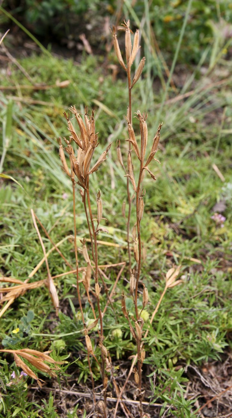 Image of Legousia hybrida specimen.