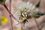 Picris nuristanica