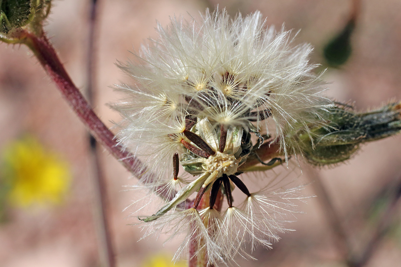 Image of Picris nuristanica specimen.