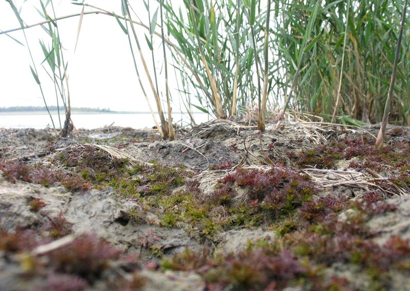 Image of Myriophyllum sibiricum specimen.