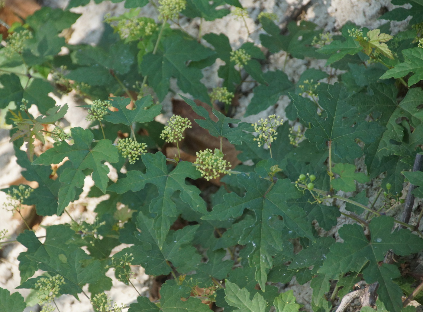 Image of Ampelopsis brevipedunculata specimen.