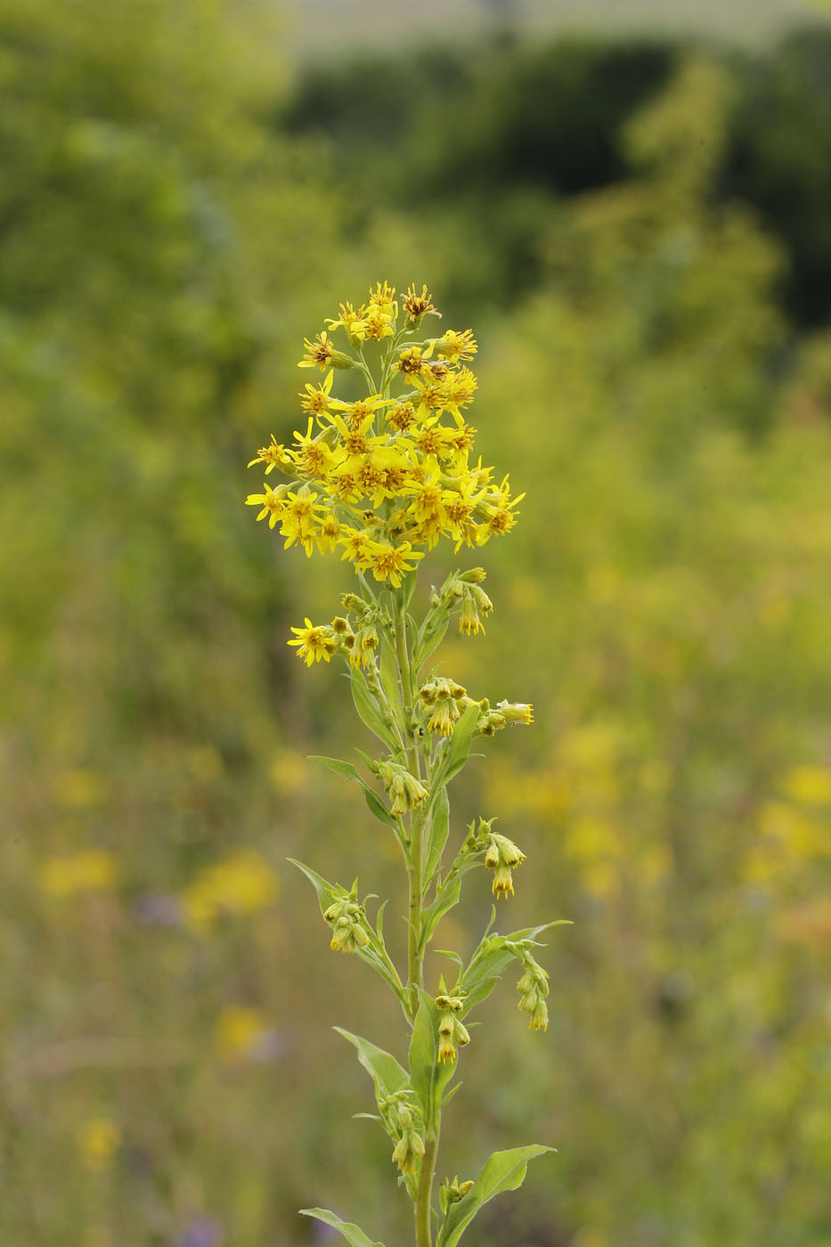 Image of Solidago virgaurea specimen.