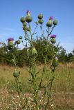 Cirsium vulgare