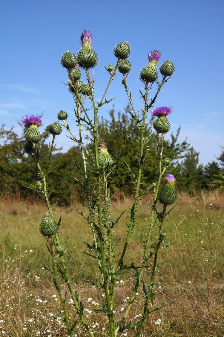 Image of Cirsium vulgare specimen.